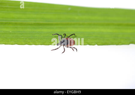 Zecke Holzbock;;; Ixodes ricinus; Foto Stock