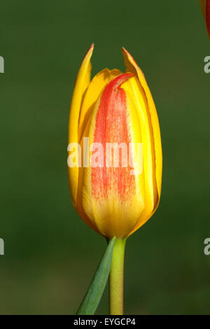 Lieblichbluehende, lieblich, bluehende, Foto Stock