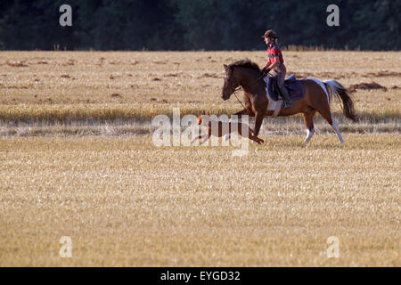 Ingelheim, Germania, ragazza scorre su un pony, accompagnato dal suo cane per un campo falciato Foto Stock