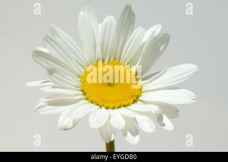 Margariten Wiesen-Margeriten;;; Leucanthemum vulgare; Foto Stock