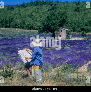 Donna di mezza età disegno casa di pietra in fioritura campo di lavanda, Vaucluse Provence, Francia Foto Stock