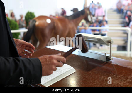 Iffezheim, Germania, Symbolfoto, un cavallo sarà messo all'asta a d'aste Foto Stock