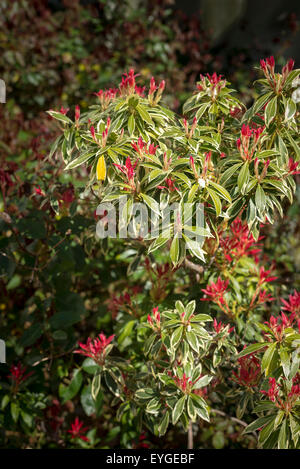 Sarcococca japonica Flaming Silver Foto Stock