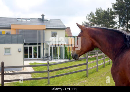 Oberoderwitz, Germania, cavallo in un recinto di fronte a due case unifamiliari Foto Stock
