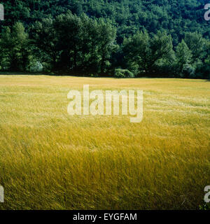 Il farro biologico campo, Vaucluse Provence, Francia Foto Stock