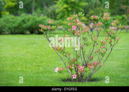Fioriture di rododendro bush dopo la pioggia Foto Stock