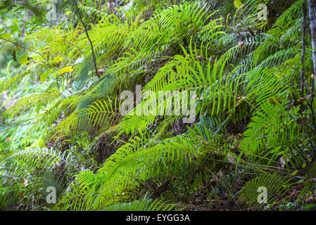 Devils Milhopper registrato monumento naturale a Gainesville, Florida, è una grande dolina che ha formato molti anni fa. Foto Stock