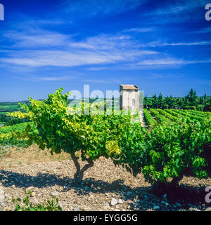 Côtes du Rhône vigna, pietra shed, Vaucluse Provence, Francia Foto Stock