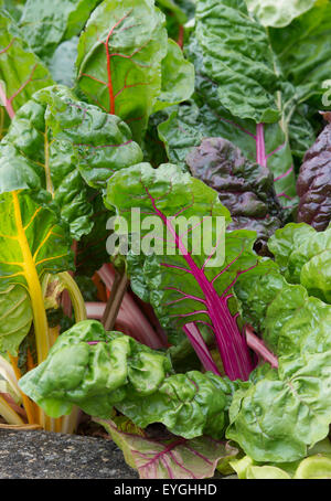 Beta vulgaris. Bieta "luci luminose' in una patch vegetale Foto Stock