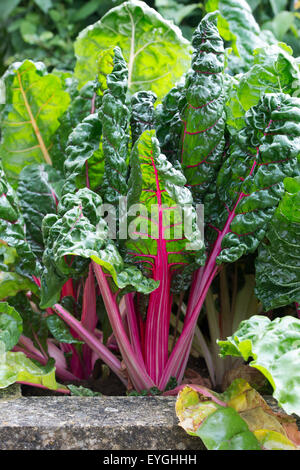 Beta vulgaris. Bieta "luci luminose' in una patch vegetale Foto Stock