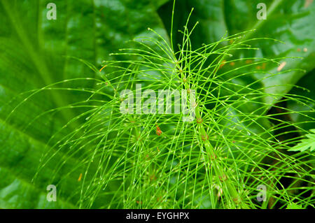 Equiseto reed lungo Albero Cattedrale Trail, Coxcomb Park, Astoria, Oregon Foto Stock