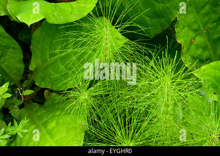 Equiseto reed lungo Albero Cattedrale Trail, Coxcomb Park, Astoria, Oregon Foto Stock