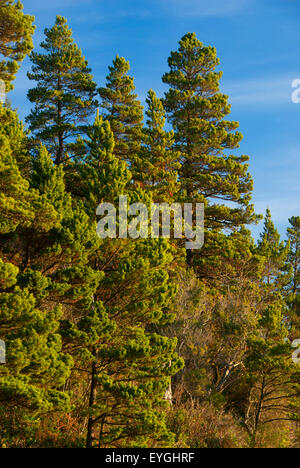 Sitka Abete (Picea sitchensis) foresta, Bayocean Penisola, Oregon Foto Stock