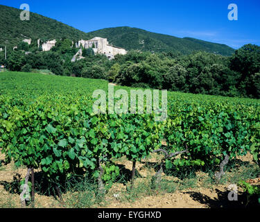 Côtes du Rhône vigna Rousset-les-Vignes, Les Baronnies, Drôme, Provenza, Francia Foto Stock