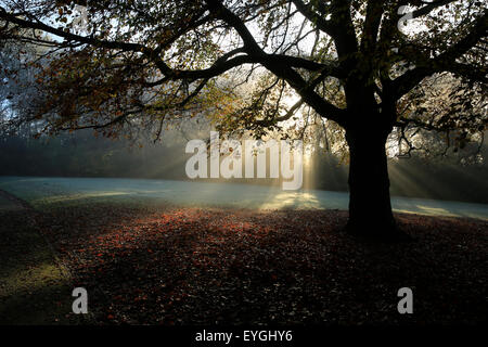 La mattina presto, misty shot con raggi luminosi di luce del sole che cade giù su paesaggi mozzafiato Foto Stock