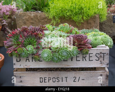 Succulente in una casella sul display della RHS Tatton Park flower show nel 2015 Foto Stock