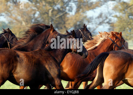 Graditz, Germania, cavalli al galoppo al pascolo Foto Stock