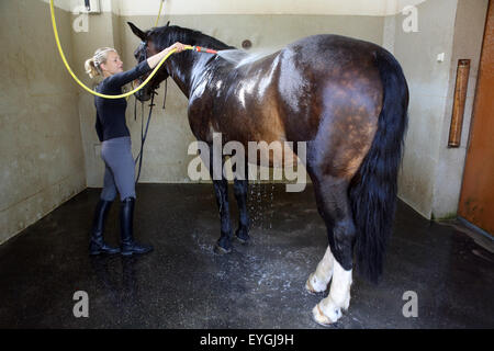 Graditz, Germania, pilota prende una doccia dal suo cavallo dopo passeggiate a cavallo nel box di lavaggio Foto Stock