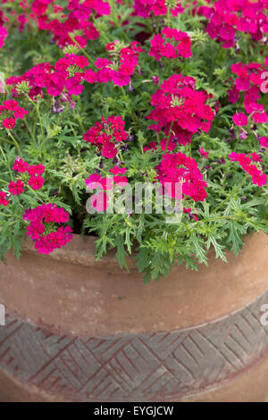 Verbena hybrida. La verbena aztec magic magenta in un vaso di fiori Foto Stock