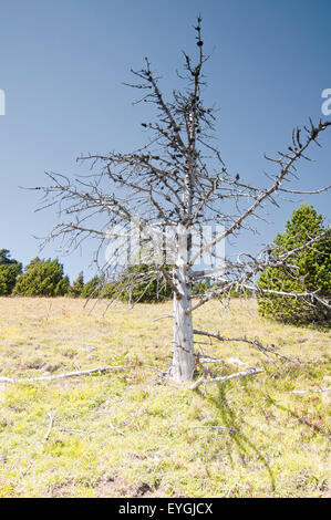 Vista di morti silver fir tree ( snag ) nel Vercors Parco Regionale. Isere. Sulle Alpi francesi. La Francia. Foto Stock