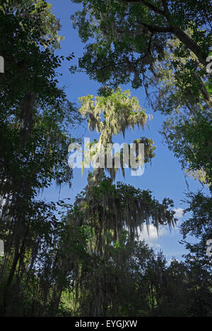 Devils Milhopper registrato monumento naturale a Gainesville, Florida, è una grande dolina che ha formato molti anni fa. Foto Stock