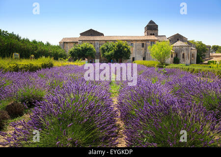 Il campo di lavanda in piena fioritura alla Maison de Sante San Paolo Monastero di San Remo Foto Stock