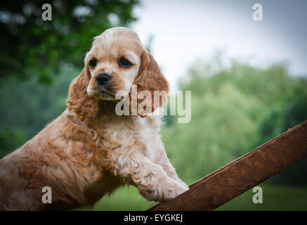 Curioso cucciolo salendo una scala - american cocker spaniel Foto Stock