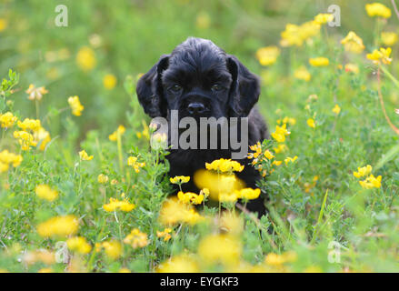 Cocker Spaniel puppy in esecuzione nel campo di fiori gialli - 7 settimane Foto Stock