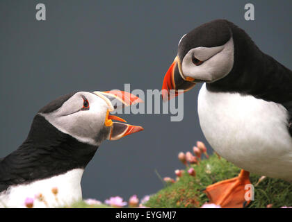 Una coppia di pulcinelle di mare avente parole vicino il loro nido burrow. Presa sulla testa di Sumburgh, Shetland continentale. Foto Stock