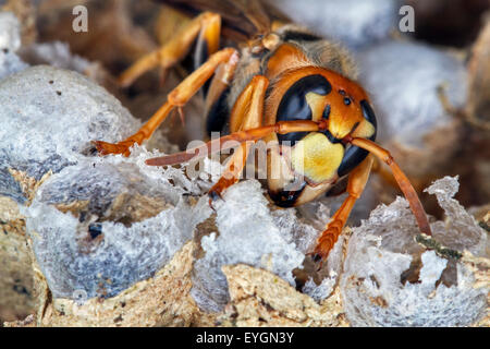 Unione hornet (Vespa crabro) sulle celle di covata nel nido di carta Foto Stock