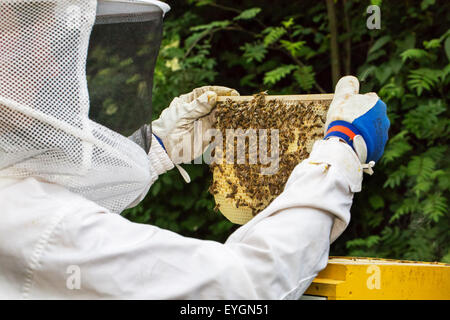 Apicoltore in abbigliamento protettivo ispezione telaio con favo di miele api (Apis mellifera) Foto Stock