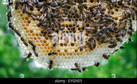 Lavoratore miele api (Apis mellifera) su honeycomb Foto Stock