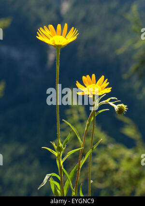 Ochsenauge, Buphthalmum salicifolium,, Foto Stock