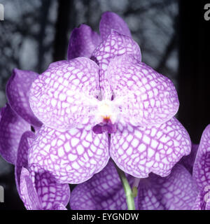 Orchidee, Vanda, ibrido, Motes, indaco, Foto Stock