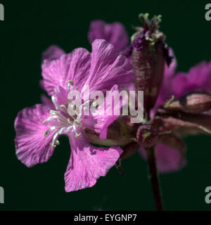 Pechnelke, Gewoehnliche, Pechnelken, Silene viscaria, Foto Stock