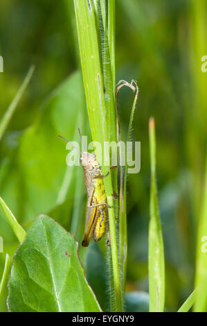 Prato Grasshopper (Chorthippus parallelus) su gras Germania Europa Foto Stock