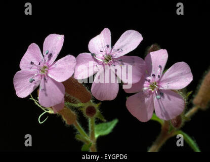 Rotes, Polster-Seifenkraut, Saponaria, ocymoides, Foto Stock