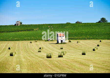 I campi con fieno e cornfield (Zea mays) in Francia Europa Foto Stock