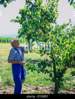 Uomo anziano raccolta albicocche da albero nel frutteto, Drôme, la valle del Rodano, Francia, Europa Foto Stock