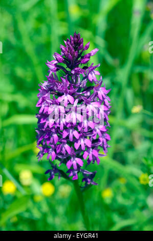 Pyramidenorchidee, Pyramiden-Orchidee, Anacamptis pyramidalis, Foto Stock