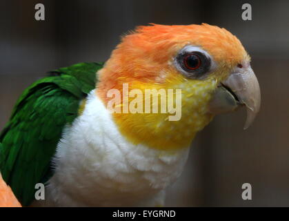 Sud America thighed verde Parrot (Pionites leucogaster) a.k.a. Bianco gonfiato caicco pappagallo Foto Stock