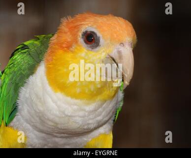 Sud America thighed verde Parrot (Pionites leucogaster) a.k.a. Bianco gonfiato caicco pappagallo Foto Stock