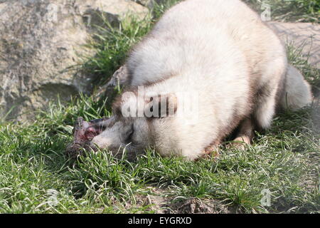 Arctic Fox o polari volpe (Vulpes vulpes lagopus) alimentazione di carne Foto Stock