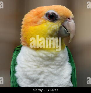 Sud America thighed verde Parrot (Pionites leucogaster) a.k.a. Bianco gonfiato caicco pappagallo Foto Stock