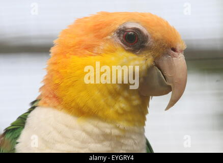 Sud America thighed verde Parrot (Pionites leucogaster) a.k.a. Bianco gonfiato caicco pappagallo Foto Stock