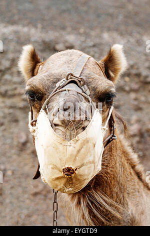 Un cammello, mascherato in modo da evitare che sputano guardando dritto alla telecamera come si attende per il trasporto di turisti in giro per il parco di Timanfaya in Lanzarote, Spa Foto Stock