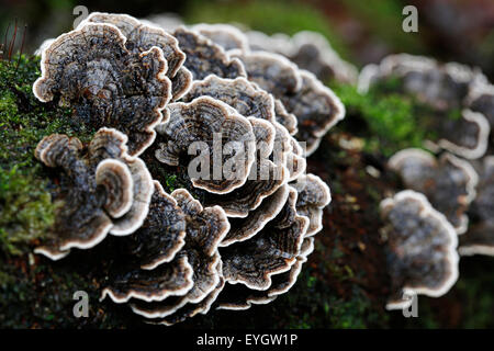 Marrone e bianco di coda Turchia fungo o funghi, Trametes versicolor, che cresce su un ramo bagnato in un umido bosco inglese Foto Stock