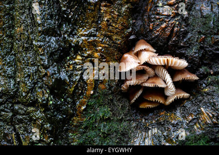Un cluster o un intrico di ciuffo di zolfo di funghi Hypholoma fasciculare, crescendo in un panno umido albero cavo in un inglese di area boscata Foto Stock