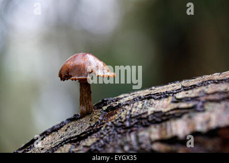 Una singola ciocca di zolfo di funghi Hypholoma fasciculare, crescendo in un panno umido albero cavo in un inglese di area boscata Foto Stock