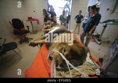 Gerusalemme, Israele. 29 Luglio, 2015. Il samoano, un 8-anno-vecchio maschio di leone africano, giace su di un piano operativo durante due ore di intervento chirurgico e per biopsia per rimuovere un tumore allo stomaco, all'Ospedale della fauna selvatica di Ramat Gan Zoo Safari vicino a Tel Aviv, Israele, il 29 luglio 2015. © JINI/Daniel Bar-On/Xinhua/Alamy Live News Foto Stock